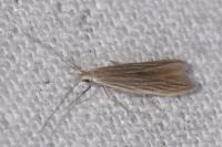 Coleophora lassella
