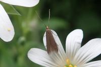 Coleophora lutarea
