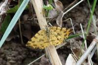 Pseudopanthera macularia