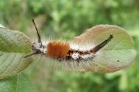 Orgyia recens