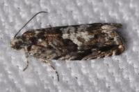 Pammene argyrana