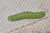 Orthosia cerasi