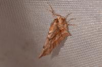 Selenia dentaria
