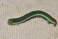 Chesias legatella