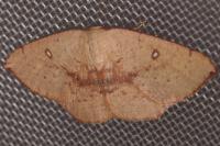 Cyclophora puppillaria