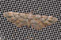 Gymnoscelis rufifasciata