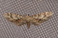 Eupithecia cocciferata