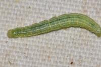 Operophtera brumata