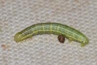 Operophtera brumata