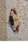 Ligdia adustata