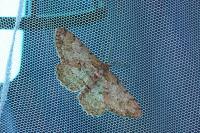 Hypomecis punctinalis