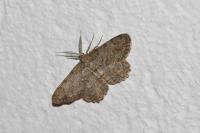 Hypomecis punctinalis