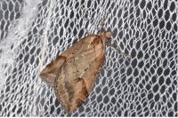 Chesias rufata
