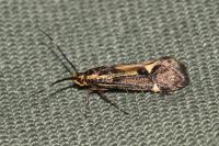 Esperia sulphurella