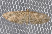Eupithecia abbreviata