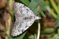 Nola confusalis