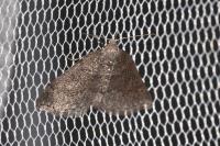 Aleucis distinctata