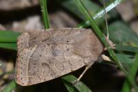 Orthosia cerasi