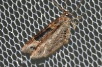 Xanthorhoe ferrugata