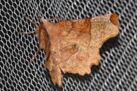 Selenia lunularia