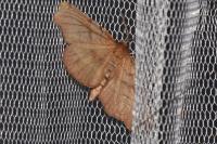 Selenia dentaria