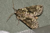 Polyploca ridens