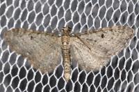 Eupithecia virgaureata