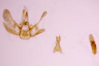 Eupithecia virgaureata