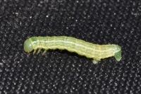 Operophtera brumata