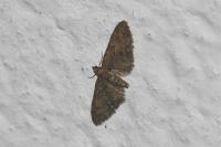 Eupithecia abbreviata