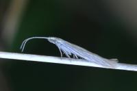 Coleophora otidipennella