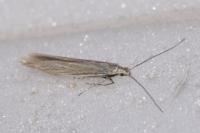 Coleophora otidipennella