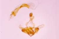Coleophora otidipennella