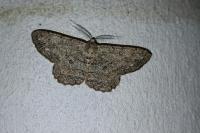 Hypomecis punctinalis