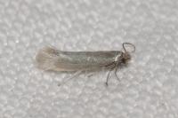 Ocnerostoma friesei