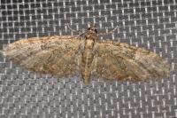 Eupithecia abbreviata