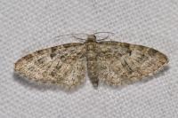 Eupithecia dodoneata