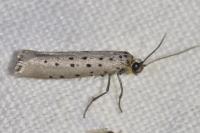 Yponomeuta sedella
