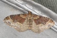 Xanthorhoe ferrugata