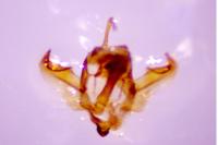 Xanthorhoe ferrugata