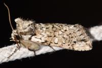 Polyploca ridens