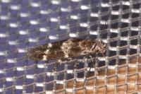 Mompha subbistrigella