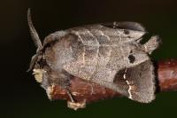 Clostera anachoreta
