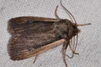 Ochropleura leucogaster