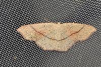 Cyclophora punctaria