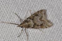 Eudonia angustea