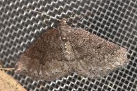 Aleucis distinctata