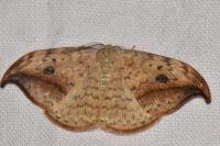 Drepana falcataria