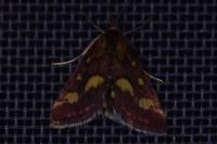 Pyrausta purpuralis
