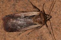 Ochropleura plecta